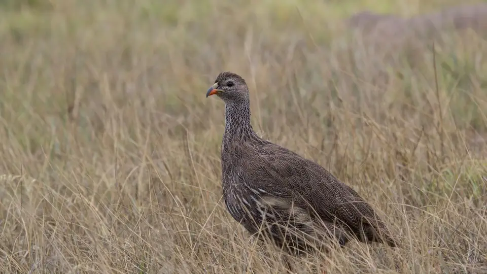 0916SA2018CapeFrancolin.jpg