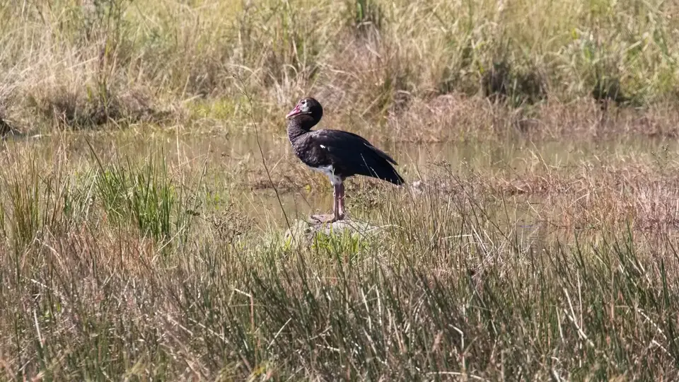 108.4Spur-wingedGooseIMG_1842.jpg
