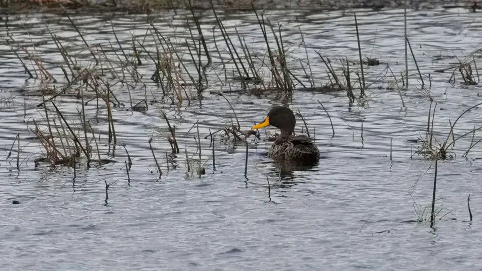 114.2Yellow-billedDuckIMG_1709.jpg