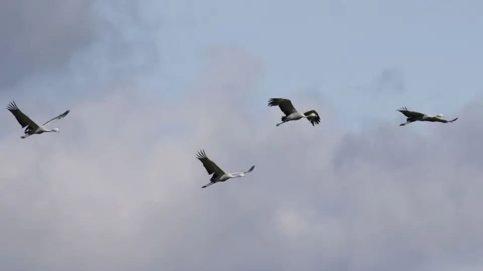 158.1BlueCraneIMG_6699.jpg