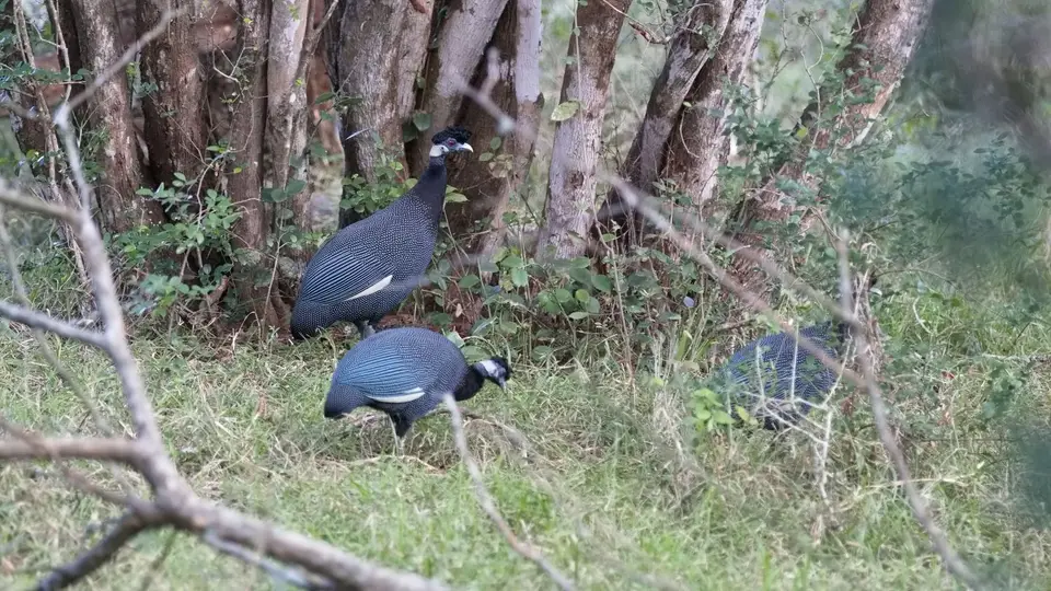 168.5CrestedGuineyfowlIMG_3146.jpg