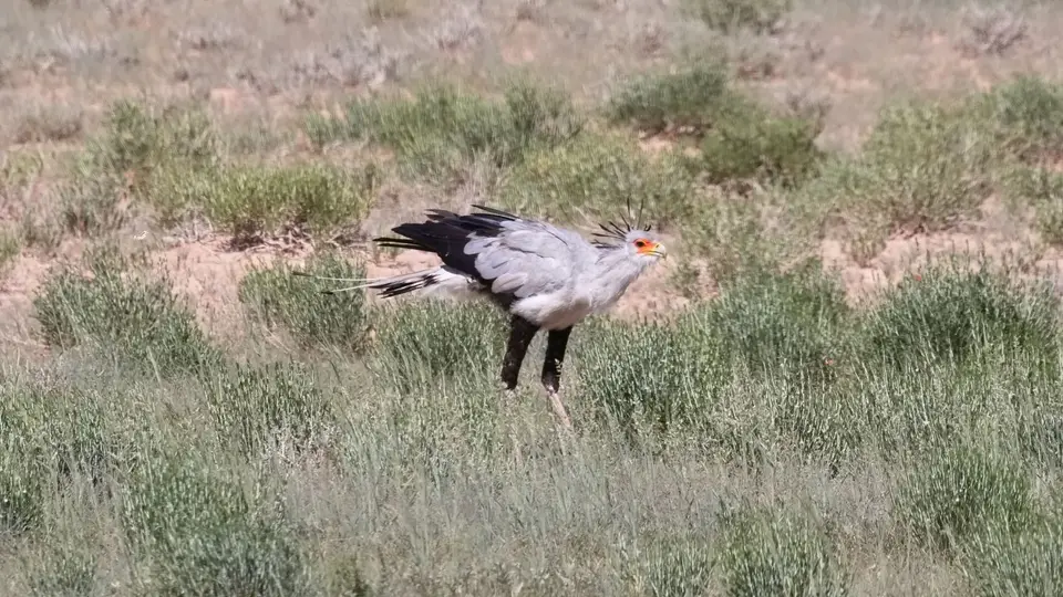 170.2SecretarybirdIMG_0197.jpg