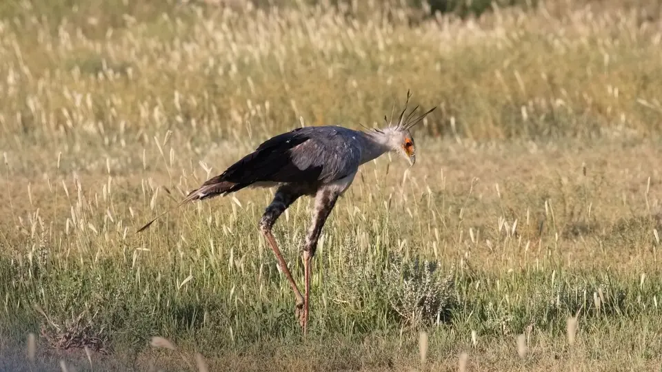 170.2SecretarybirdIMG_1326.jpg