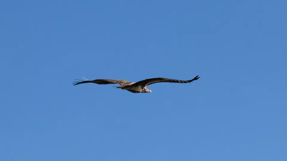 174.3LappedFacedVultureIMG_8933.jpg