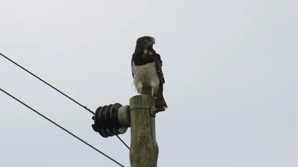 180.2Black-breastedSnakeEagleIMG_2487.jpg
