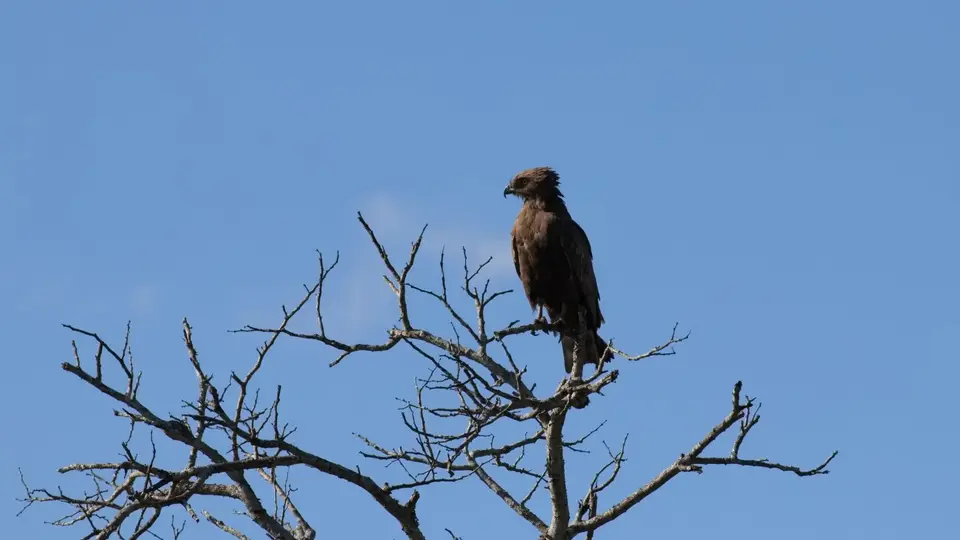 180.3BrownSnakeEagleIMG_9538.jpg