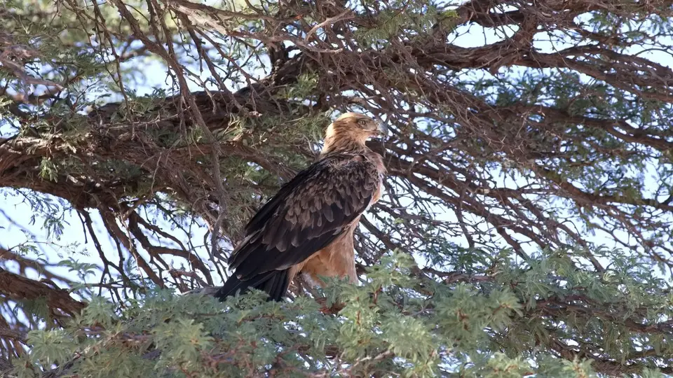184.3TawnyEagleIMG_0239.jpg