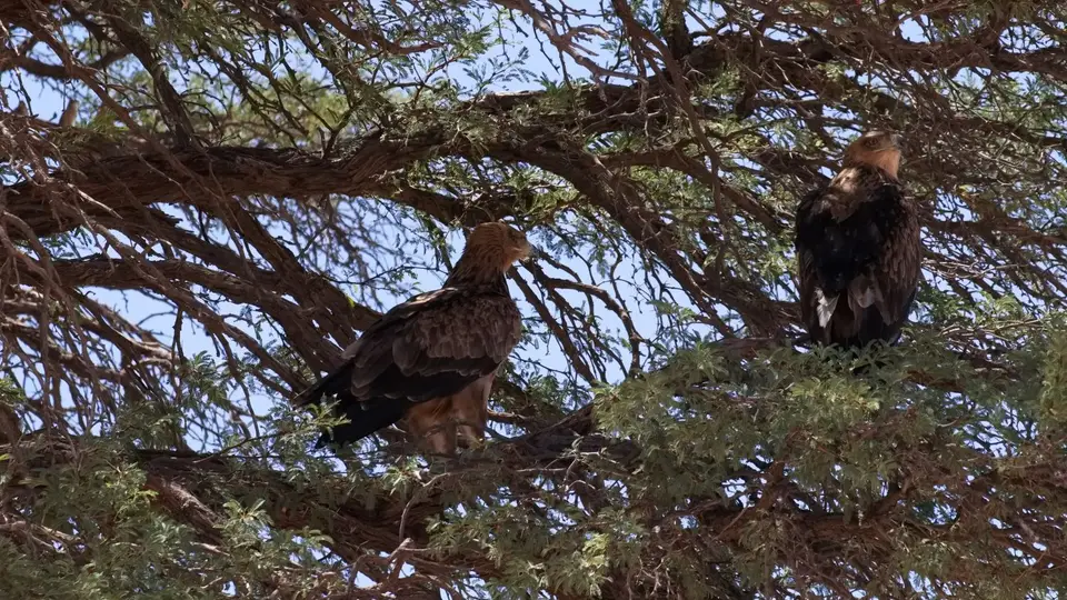 184.3TawnyEagleIMG_2032.jpg