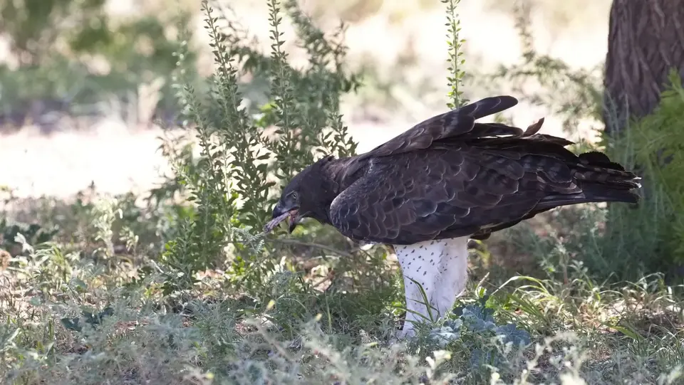 188.2MartialEagleIMG_1085.jpg