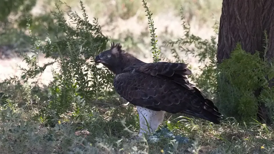 188.2MartialEagleIMG_1099.jpg