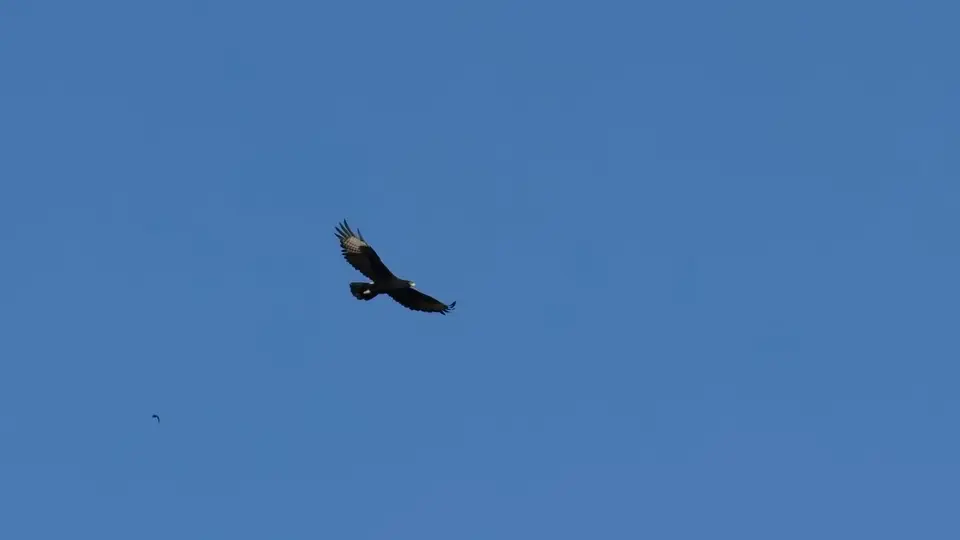 188.3Verreaux'sEagleIMG_9912.jpg