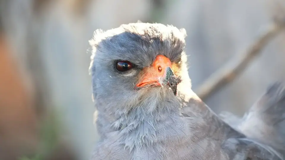 196.3GabarGoshawkIMG_2208.jpg