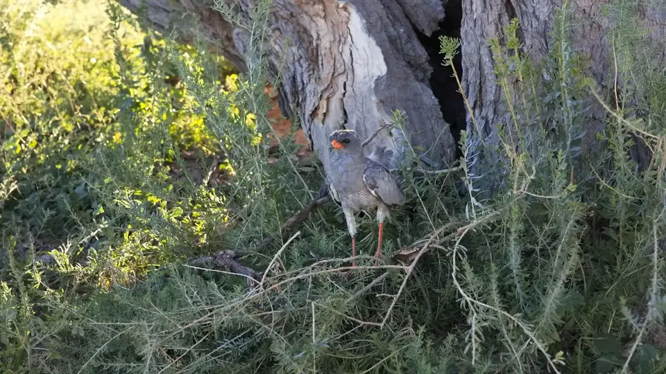 196.3GabarGoshawk_6II0444.jpg