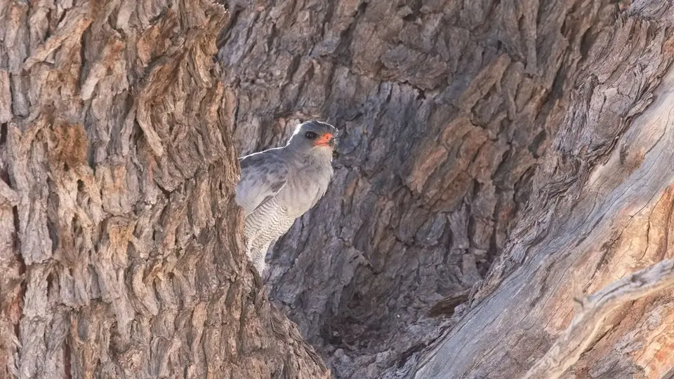 198.2PaleChantingGoshawkIMG_2176.jpg