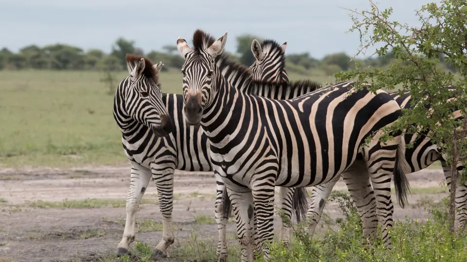 2016Botswana0541.jpg