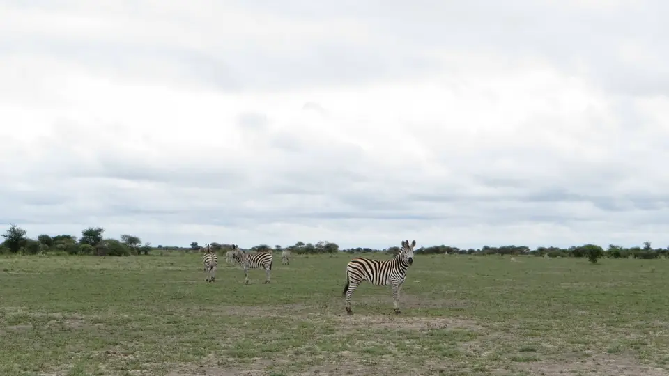 2016Botswana0551.jpg