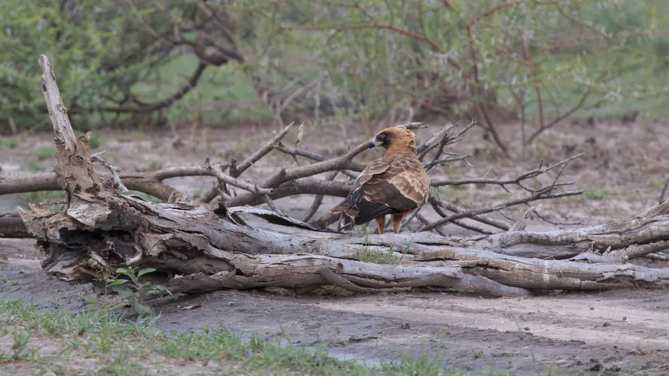 2016Botswana0554.jpg