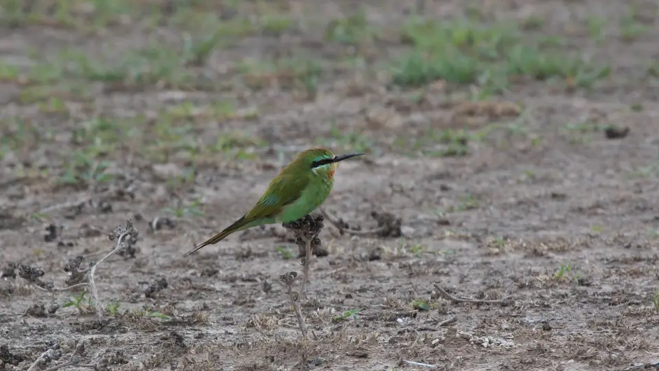 2016Botswana0563266.6Blue-cheekedBee-eater-2.jpg