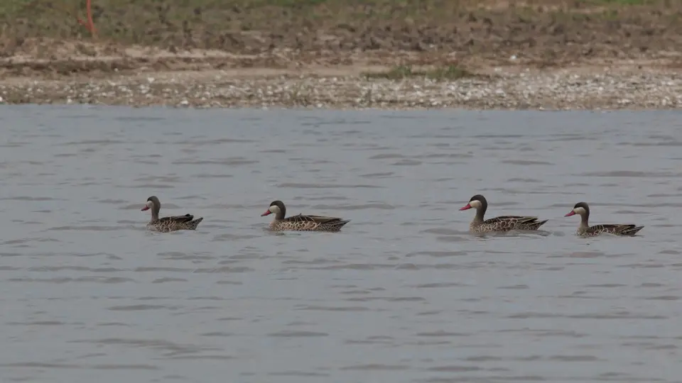 2016Botswana0581110.2Red-billedTeal.jpg