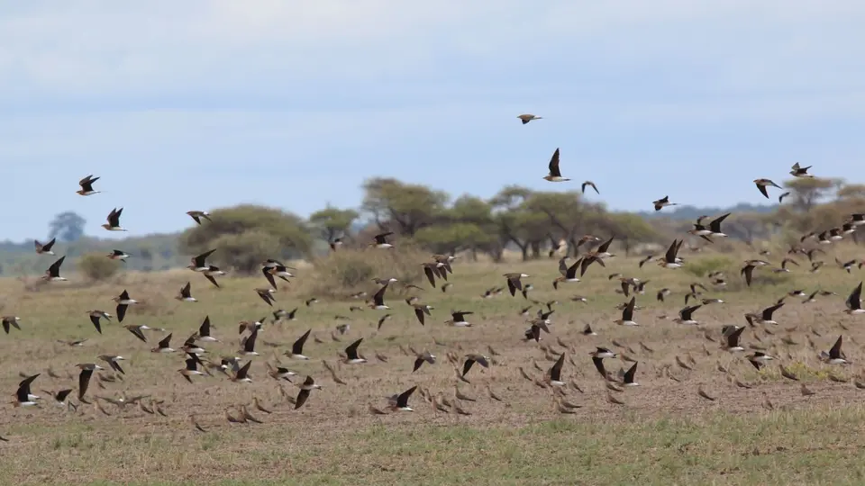 2016Botswana0586.jpg