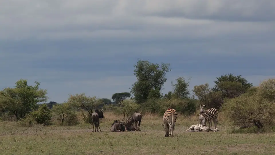 2016Botswana0614.jpg