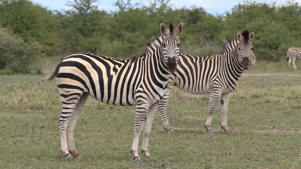 2016Botswana0634.jpg