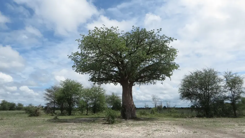 2016Botswana0636.jpg