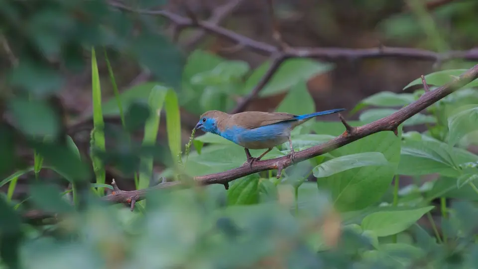2016Botswana0677446.3BlueWaxbill.jpg