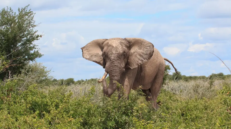 2016Botswana0697.jpg