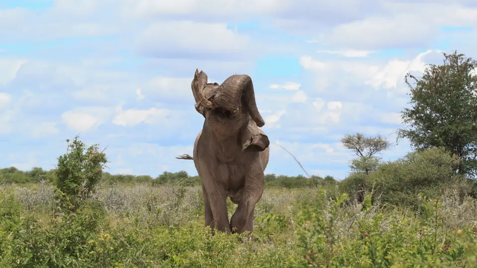 2016Botswana0705.jpg