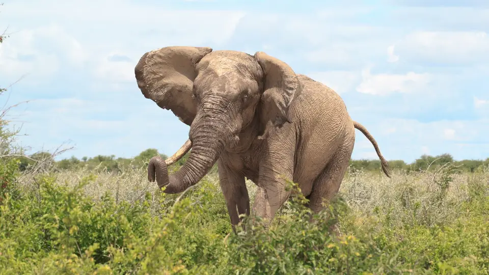 2016Botswana0713.jpg