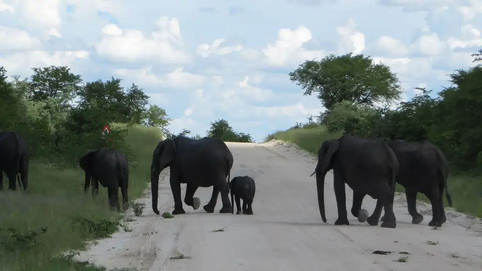 2016Botswana2042.jpg