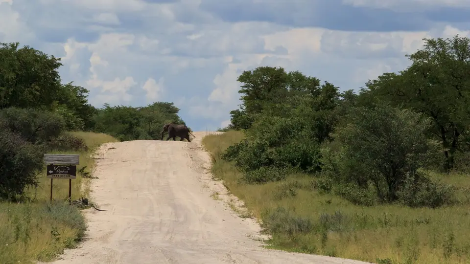 2016Botswana2915.jpg