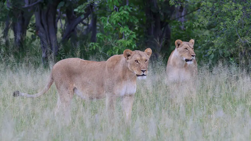 2016Botswana3046.jpg