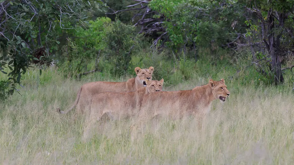 2016Botswana3088.jpg