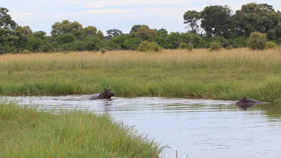 2016Botswana3138.jpg