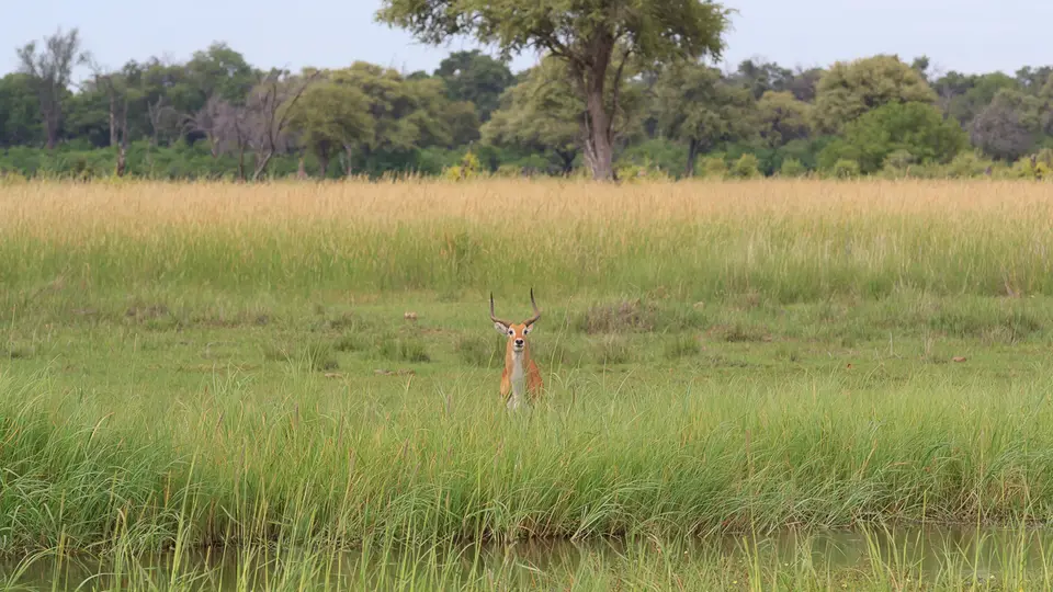 2016Botswana3148.jpg