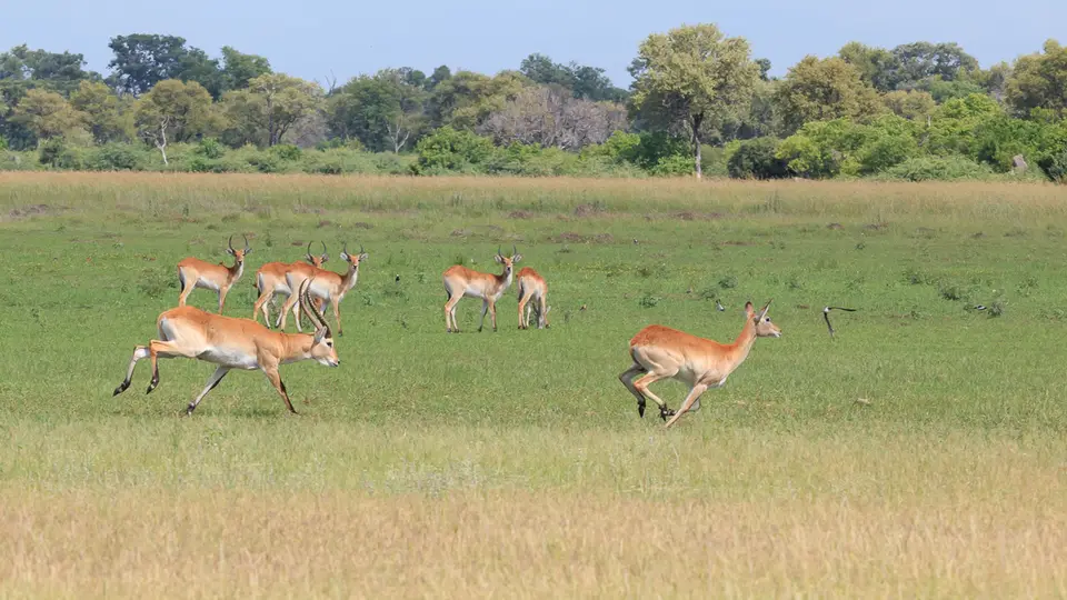 2016Botswana3171.jpg
