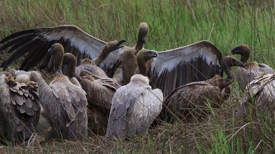 2016Botswana3222172.1AfricanWhiteBackedVulture.jpg