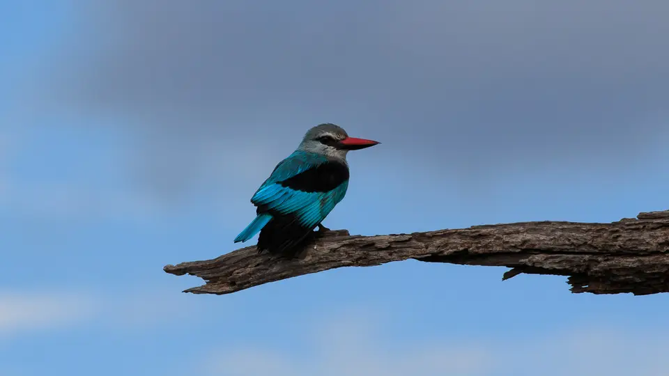2016Botswana3274270.1WoodlandKingfisher.jpg
