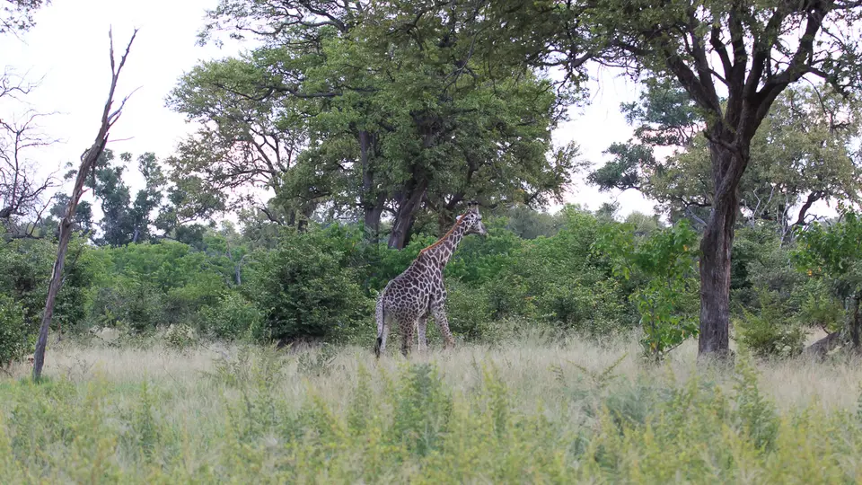2016Botswana3345.jpg