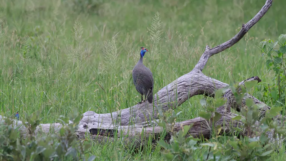2016Botswana3359168.4HelmetedGuineafowl.jpg