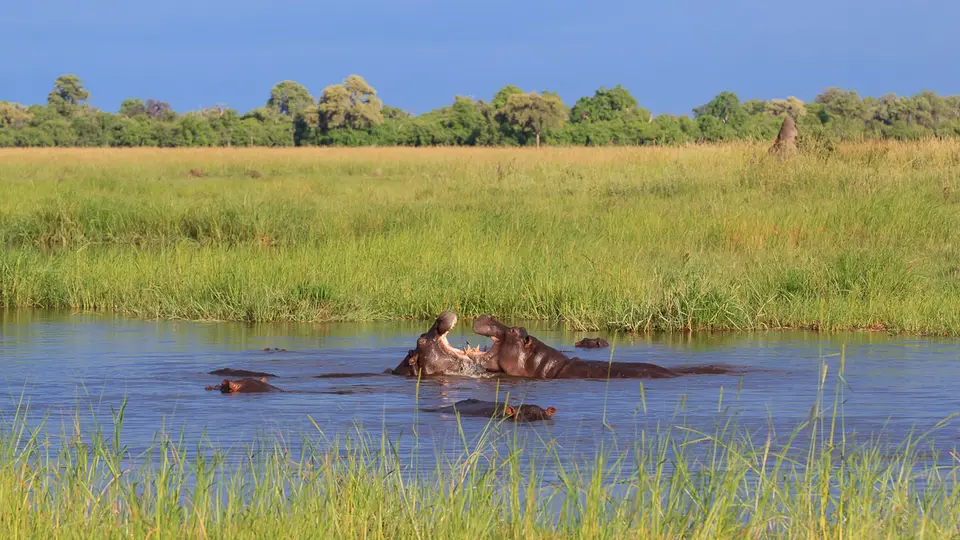 2016Botswana3595.jpg