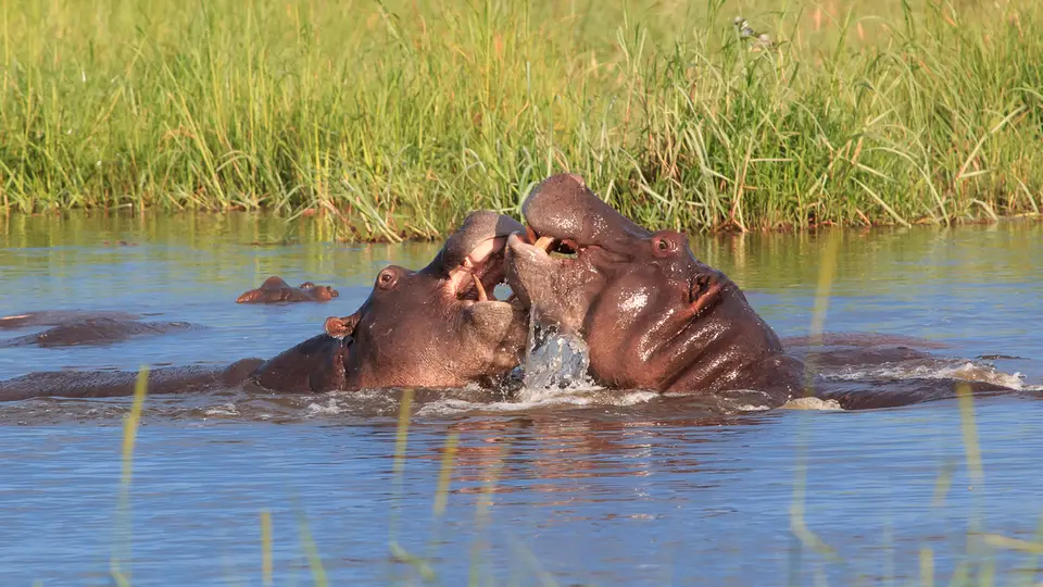 2016Botswana3609.jpg