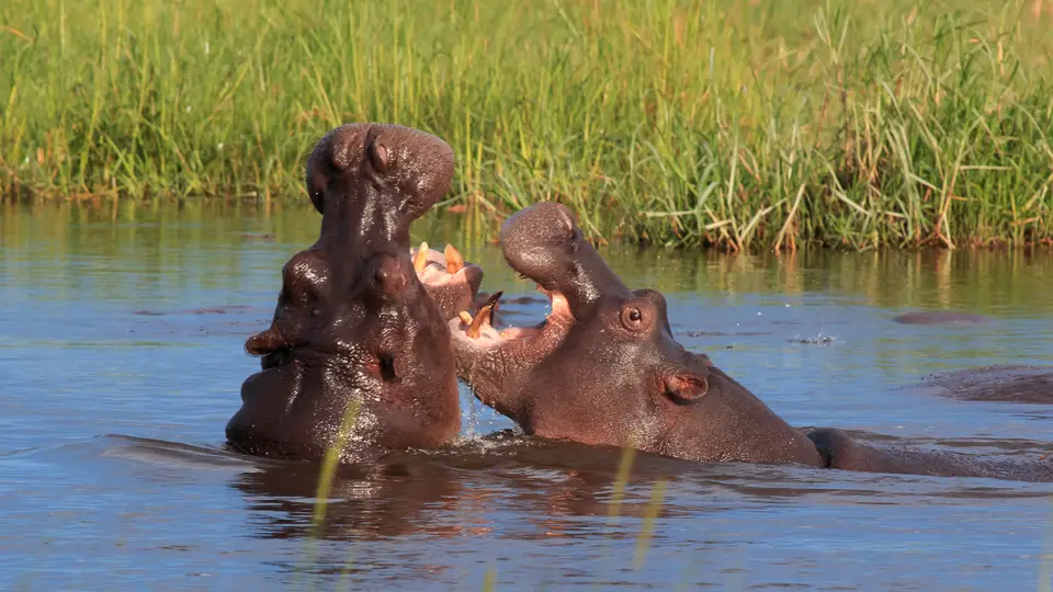 2016Botswana3651.jpg