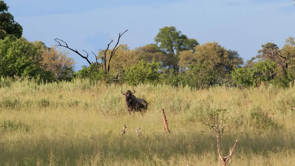 2016Botswana3666.jpg