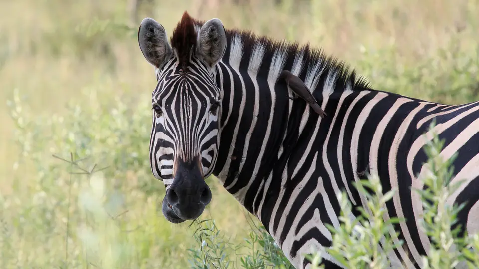2016Botswana3669.jpg