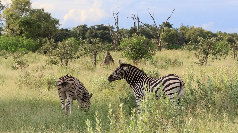 2016Botswana3670.jpg