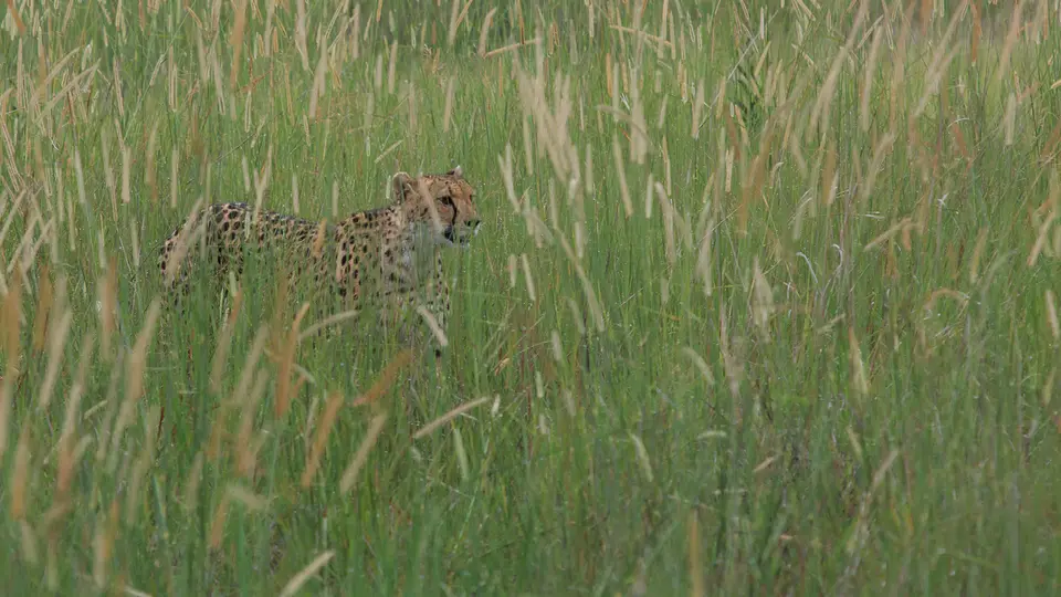 2016Botswana3845.jpg
