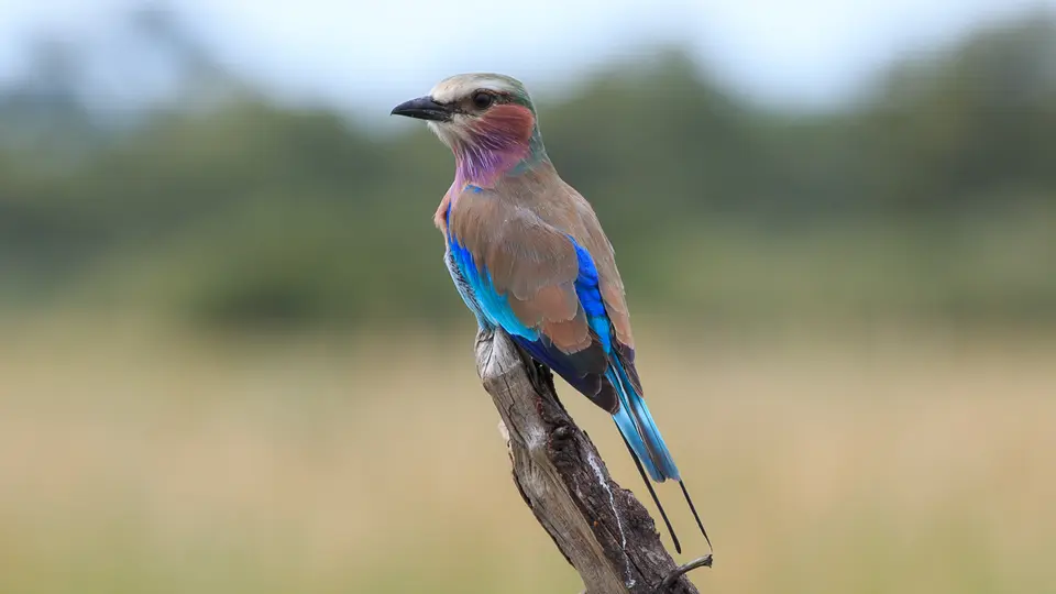 2016Botswana3897274.3Lilac-breastedRoller.jpg